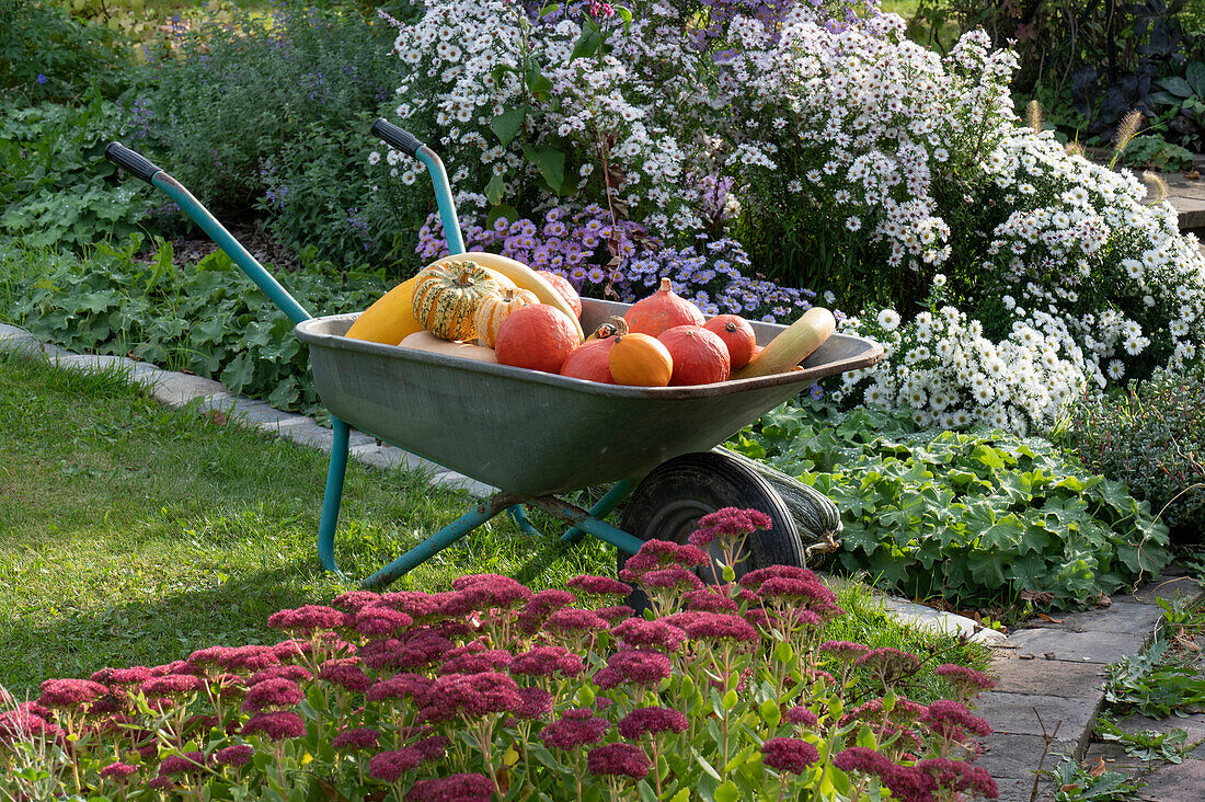 Harvested pumpkins in wheelbarrow: Hokkaido pumpkins, acorn squash, snake gourd and sweet dumpling Pumpkin, beds with autumn asters and stonecrops