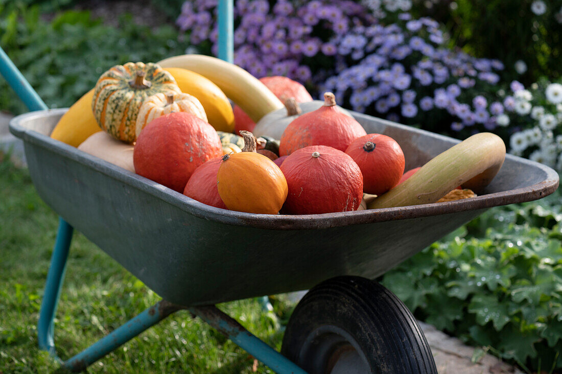 Harvested pumpkins in wheelbarrow: Hokkaido pumpkins, acorn squash, snake squash and sweet dumpling pumpkin