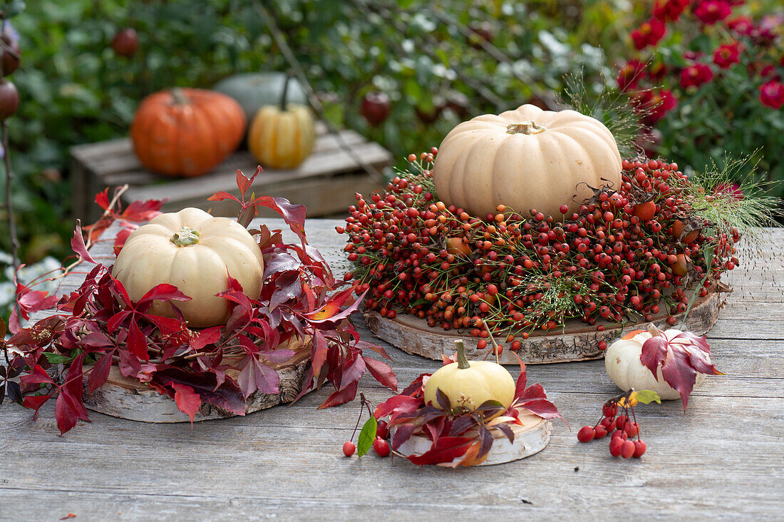 Mini muscat pumpkins 'Butterkin' and 'Baby Boo' in wreaths of rose hips and wild vine tendrils on wooden discs