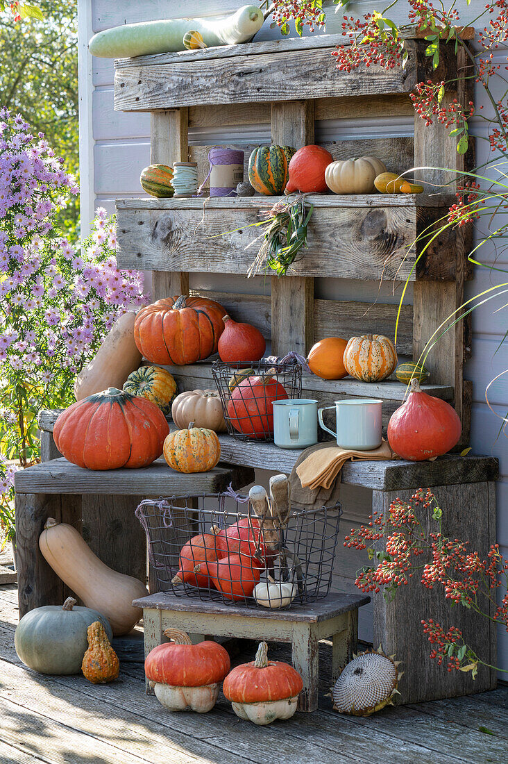 Pumpkin variety on the terrace: bench, side table, stool and pallet as wall shelf decorated with various pumpkins, rose hips and autumn aster