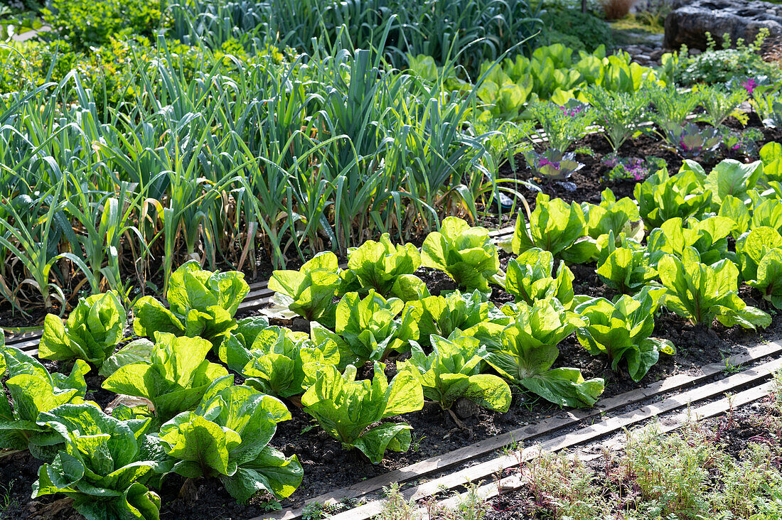 Vegetable bed with sugarloaf lettuce 'Uranus' and leek