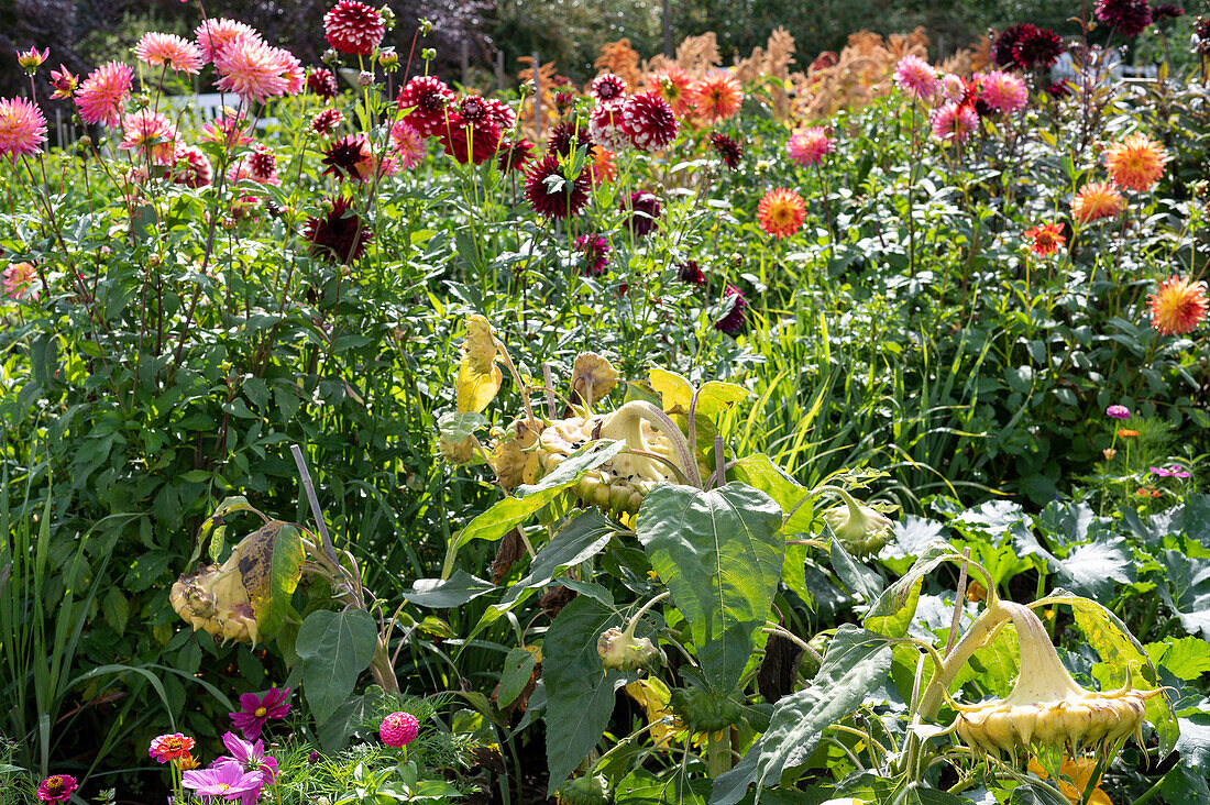 Autumnal dahlia bed with faded sunflowers