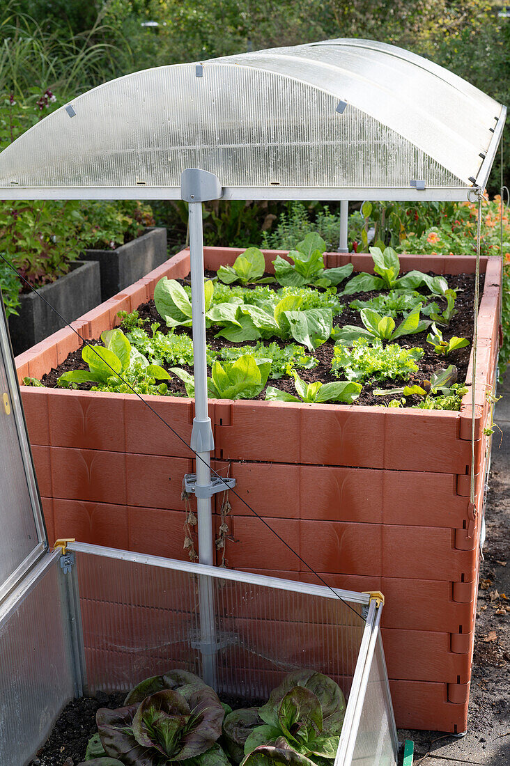 Raised bed made of recycled plastic with roof next to it Cold frame, planted with various lettuces