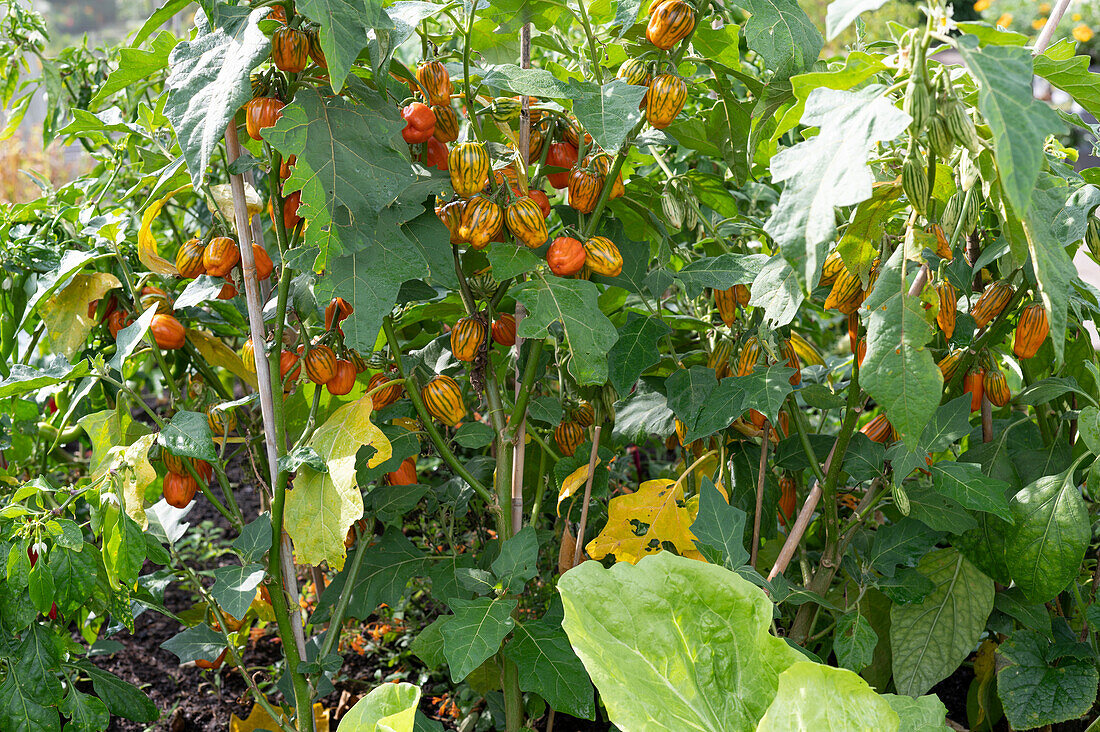 Vegetable bed with ornamental aubergine 'Striped Toga