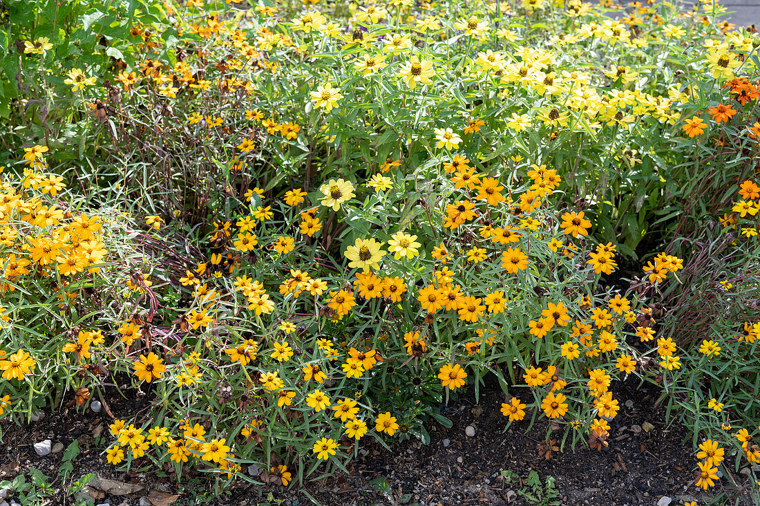 Autumn bed with zinnias