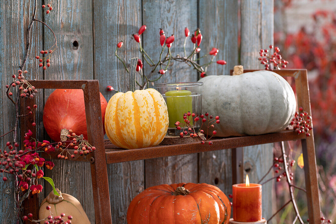 Pumpkins on a shelf on the terrace, decorated with rosehips, lantern and candle