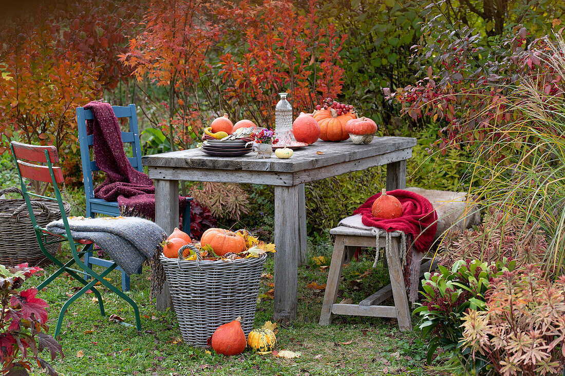Pumpkin table decoration with pumpkins, small bouquet of peony fruit stands and horned violets, basket with pumpkins and autumn leaves, chairs and bench with blankets