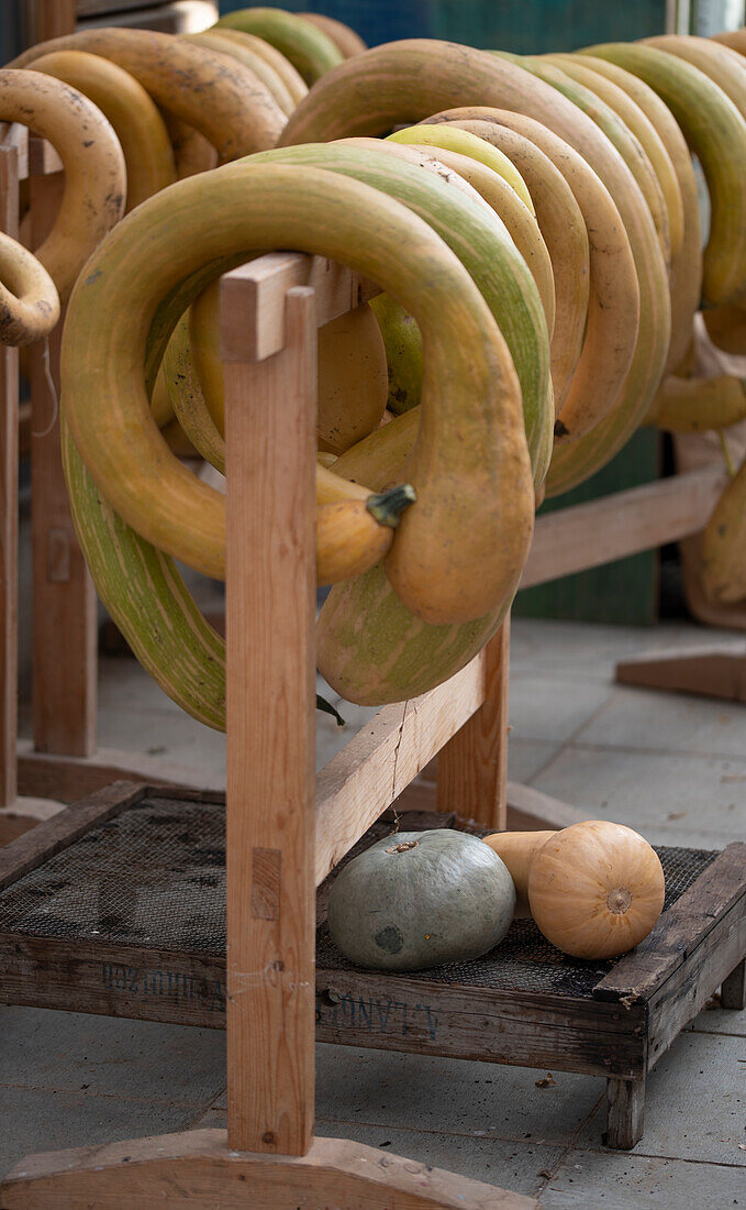 Trumpet pumpkin 'Trombetta di Albenga' stored on wooden racks