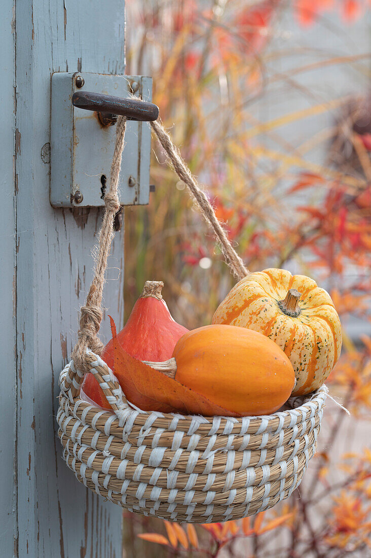Basket with small pumpkins hung on door handle