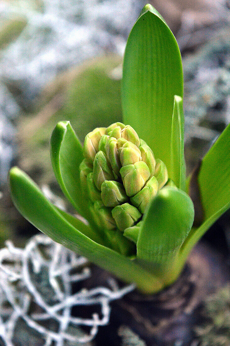 Close-up of a budding hyacinth