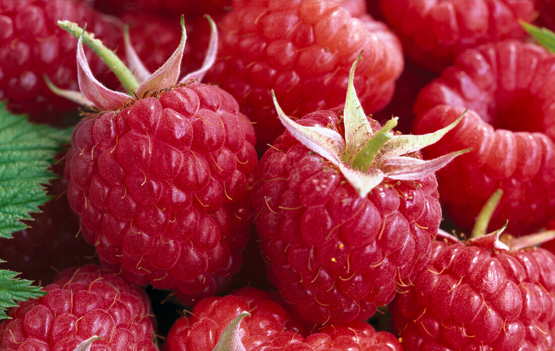 Frische Himbeeren (Bildfüllend)