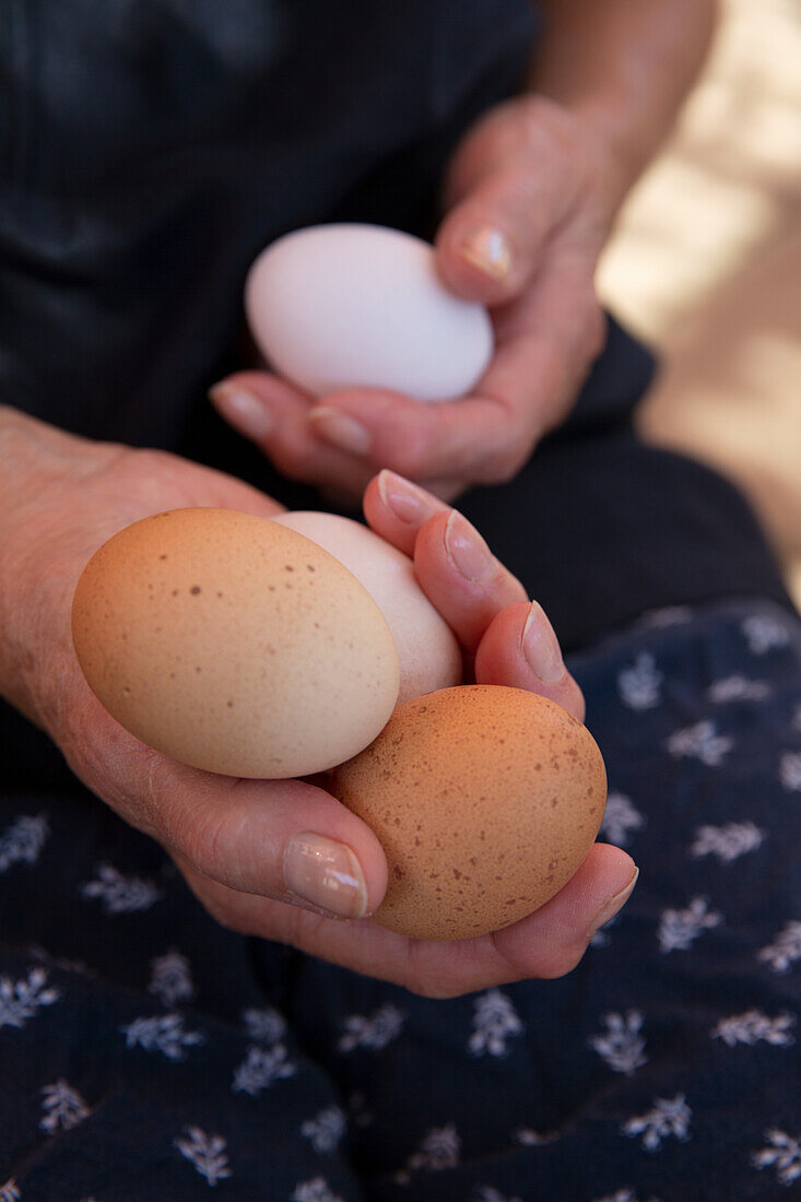 Hände halten frische Eier