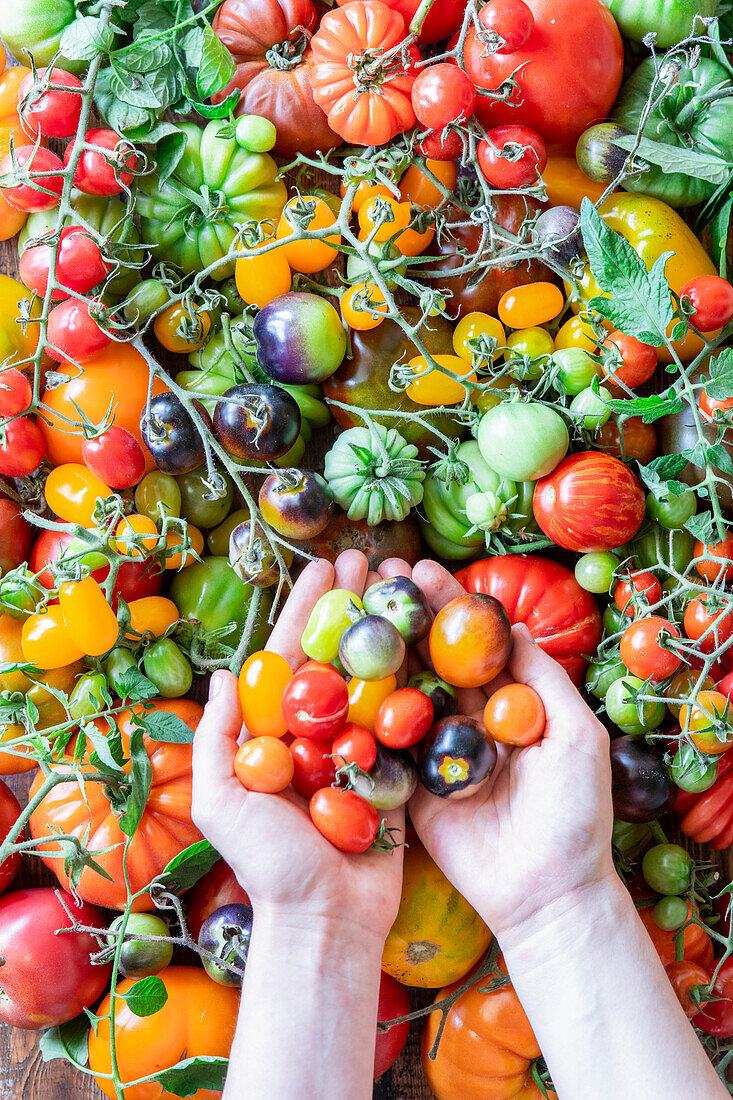 Verschiedene frische Tomaten