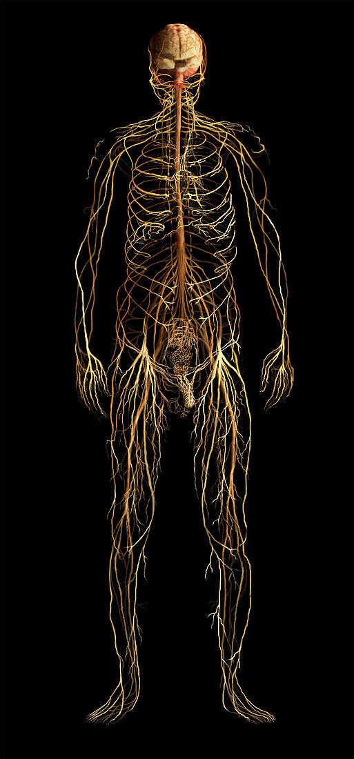 Nervous System, Male Figure