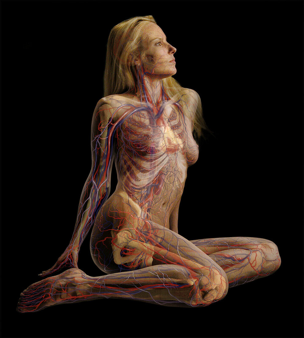 Female Body Showing Circulatory System