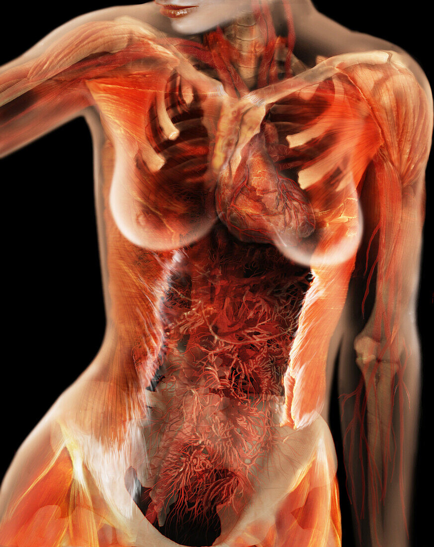 Cardiovascular System, Female Torso
