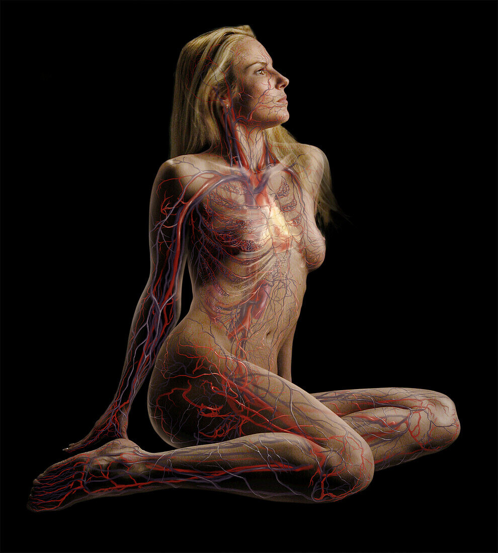Female Body Showing Circulatory System