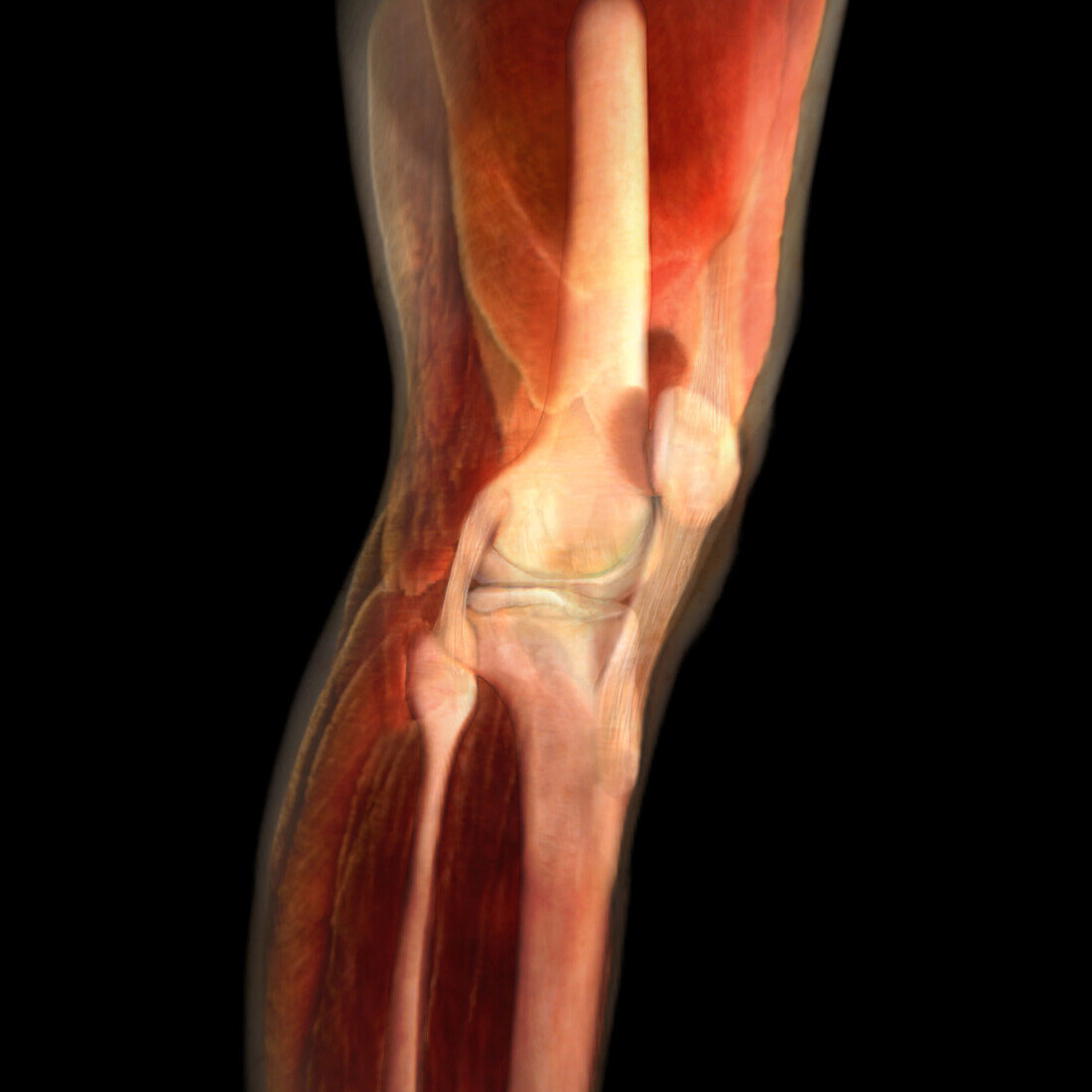 Left Knee Anatomy