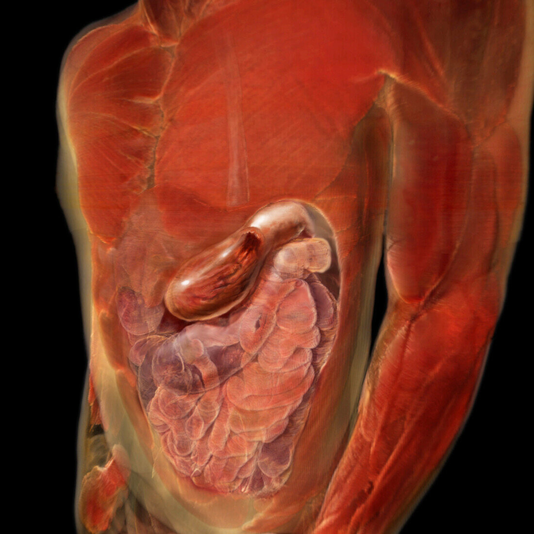 Abdomen Revealing Digestive Organs