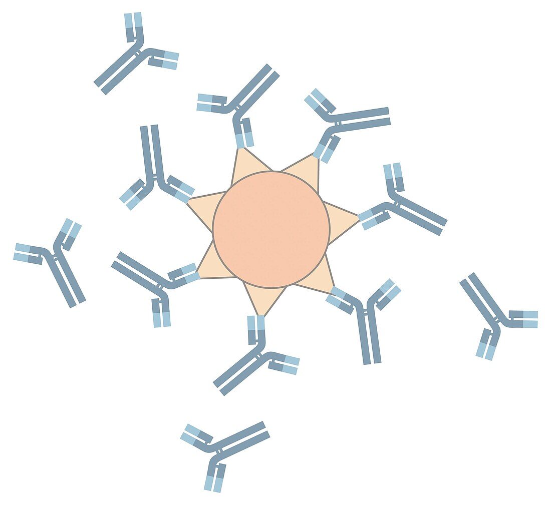 Action of the antibodies