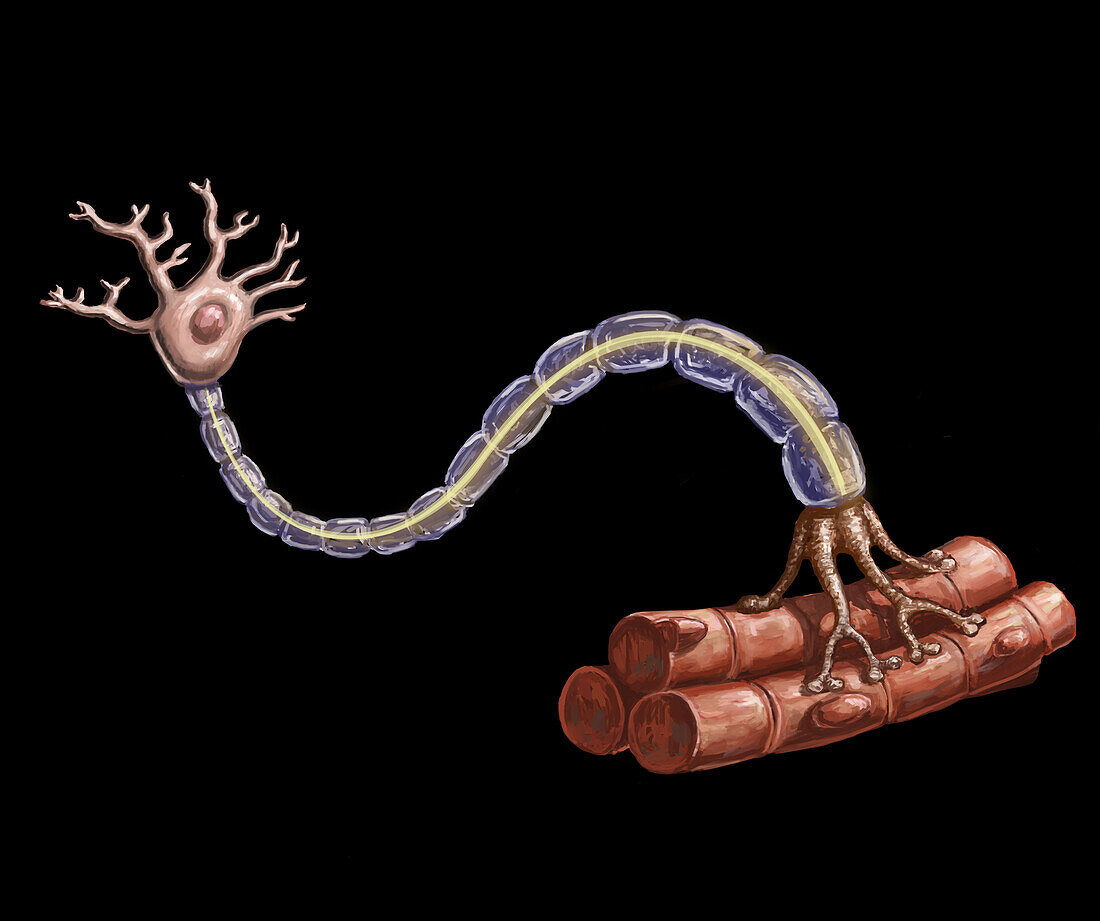 Motor Neuron and Muscle Fibre Illustration