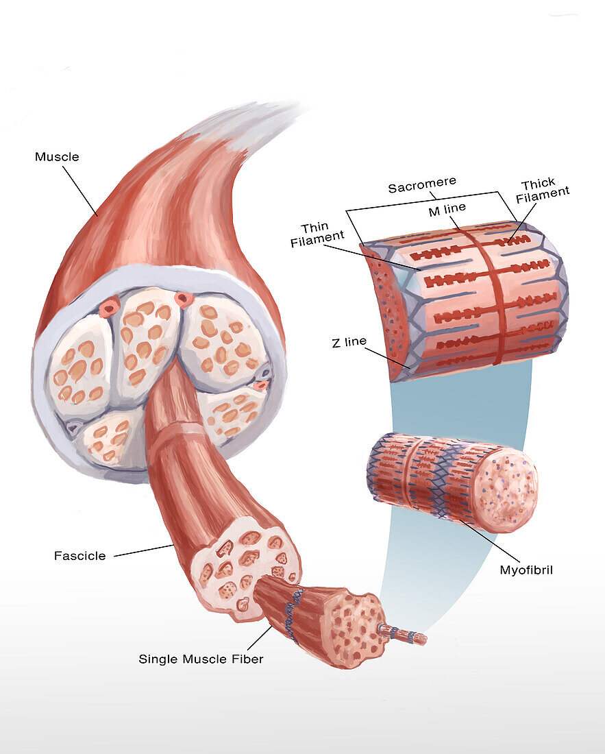 Muscle Cell, Illustration