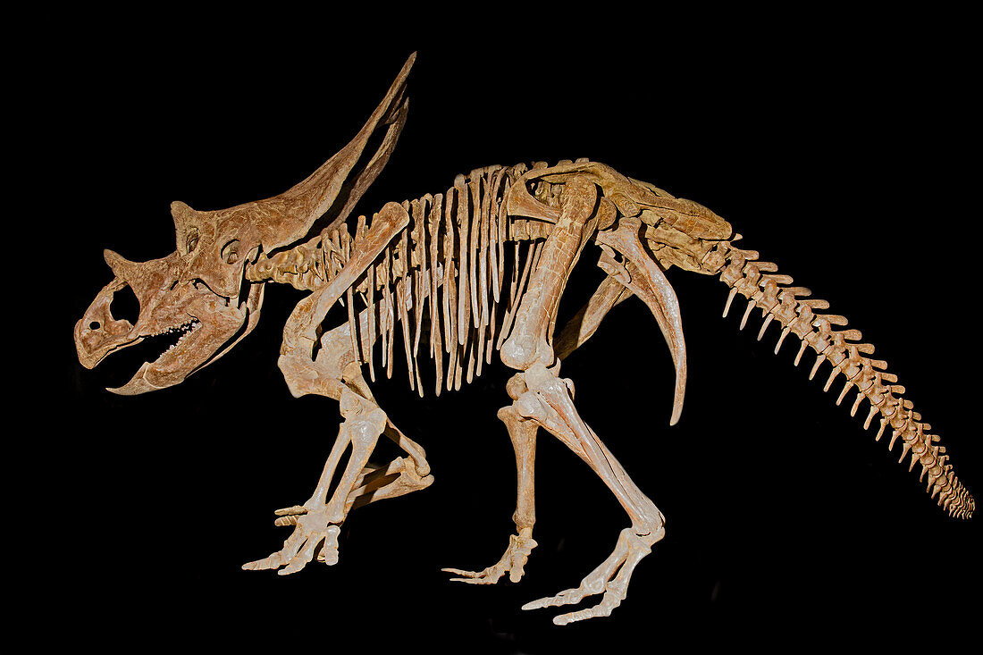 Utahceratops
