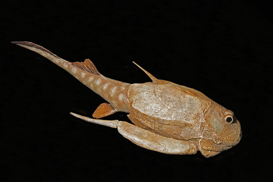 Bothriolepis Panderi Model