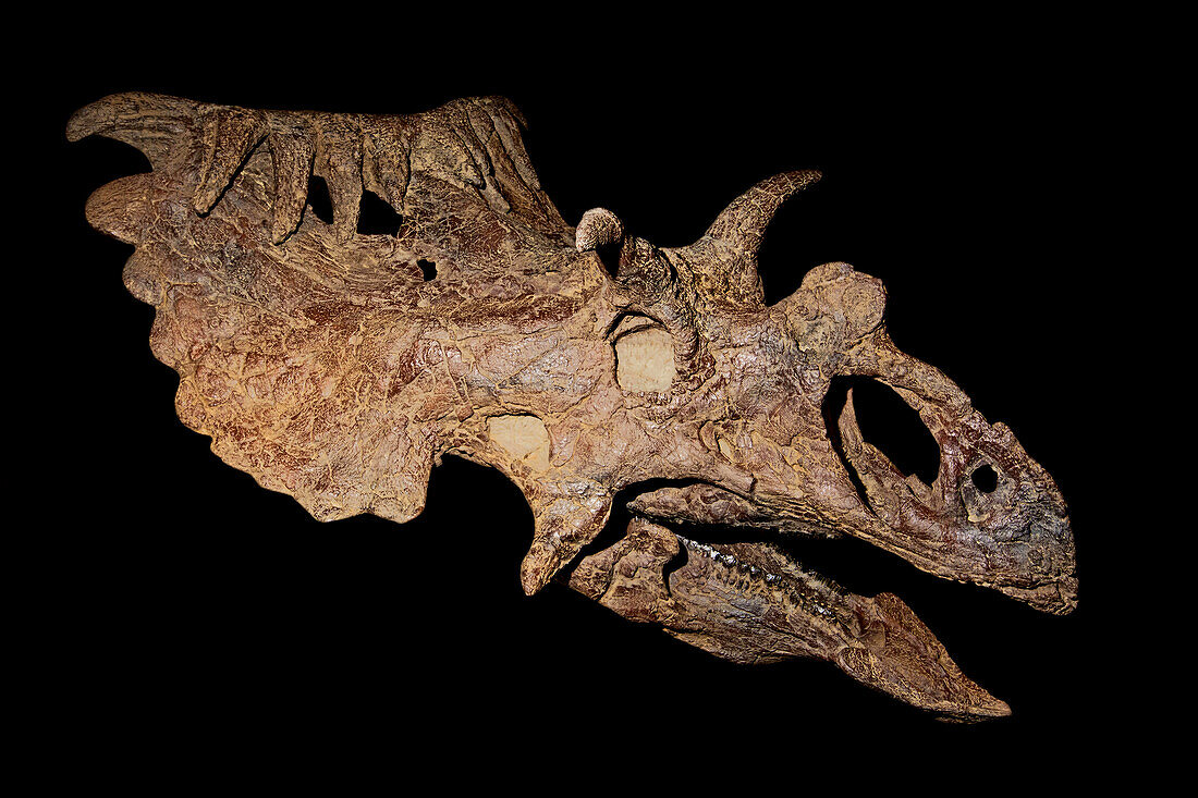 Kosmoceratops Skull