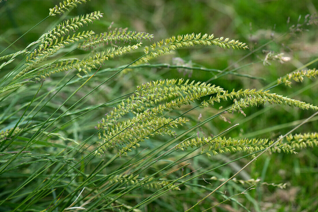Crested Dog's-tail Grass