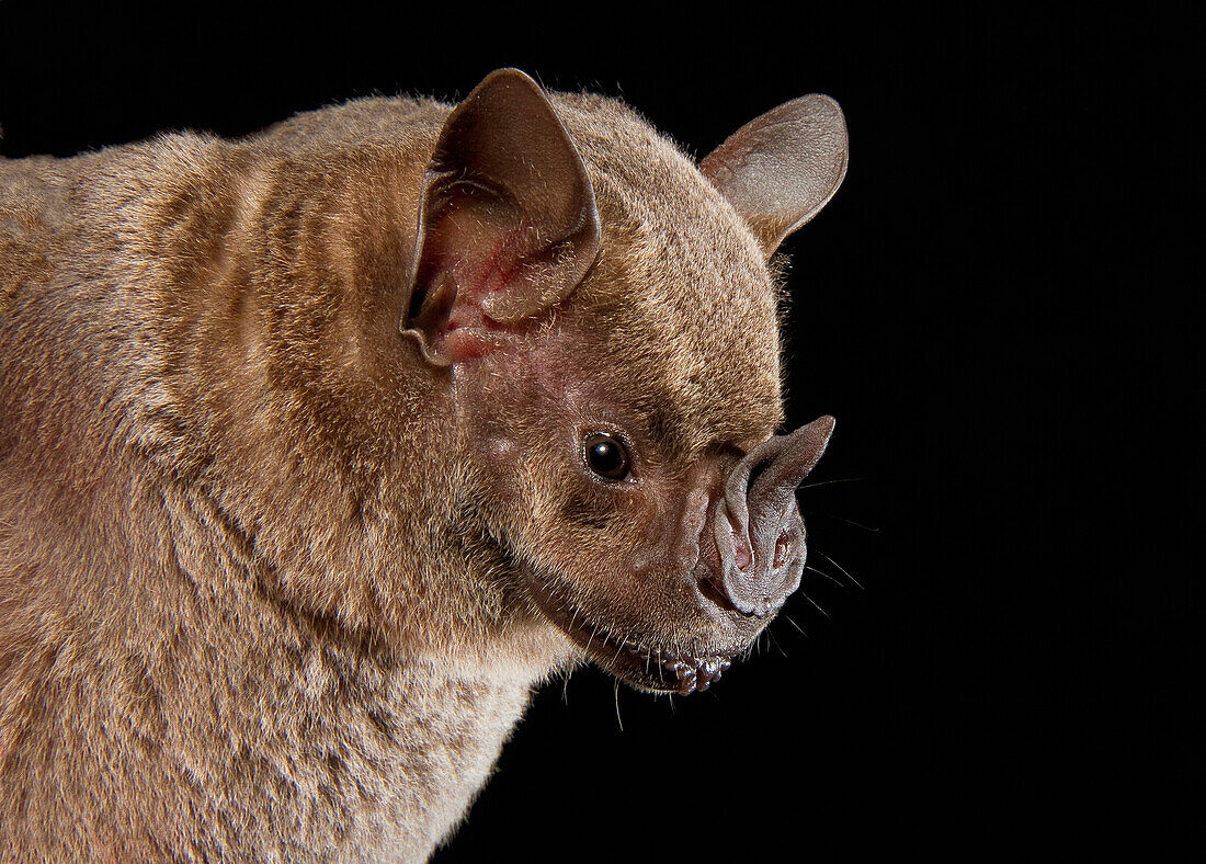Fruit-eating Bat, Brazil