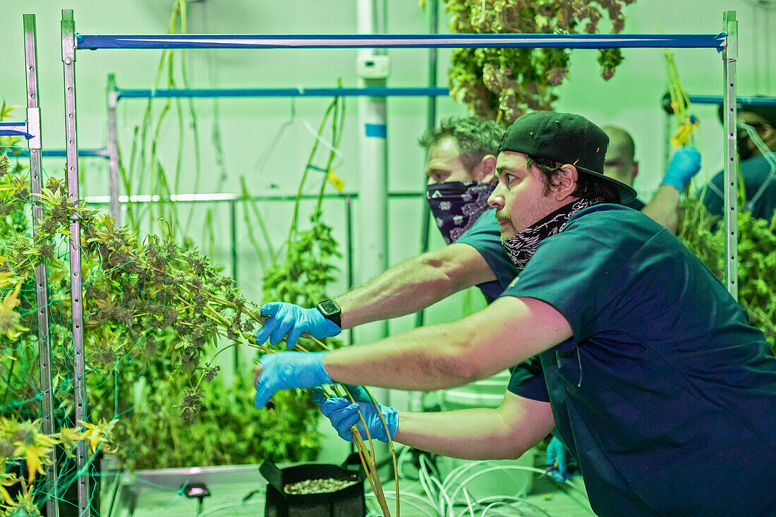 Harvesting cannabis, Michigan, USA