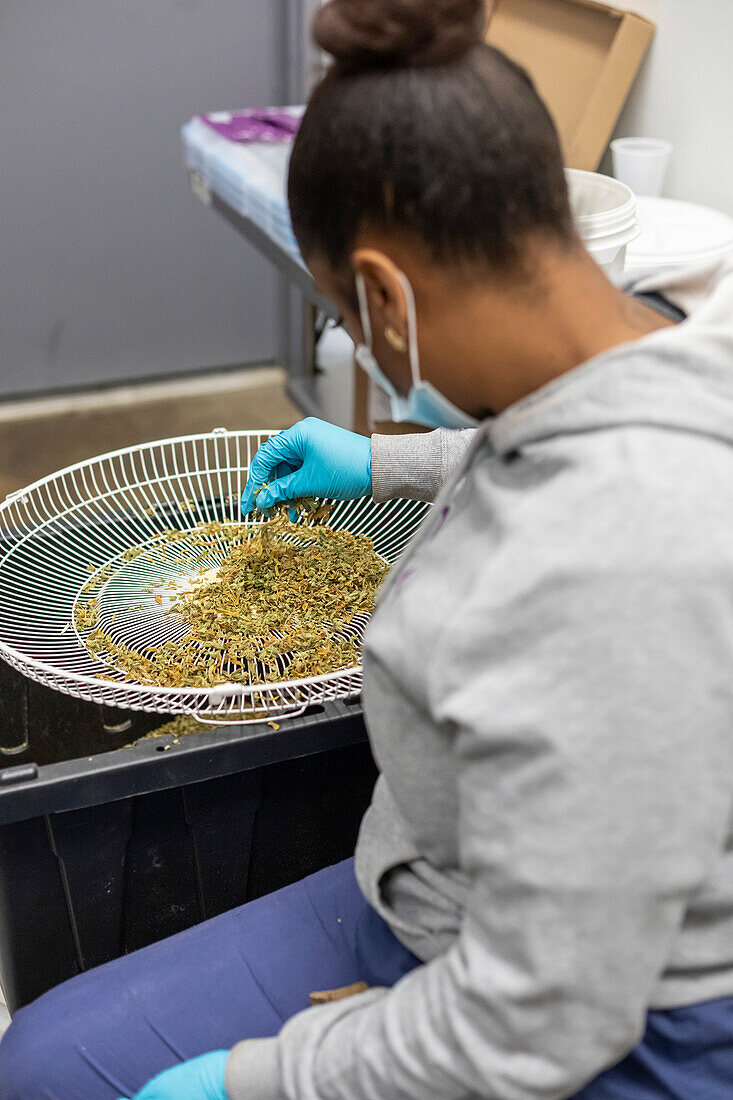 Sorting harvested cannabis, Michigan, USA