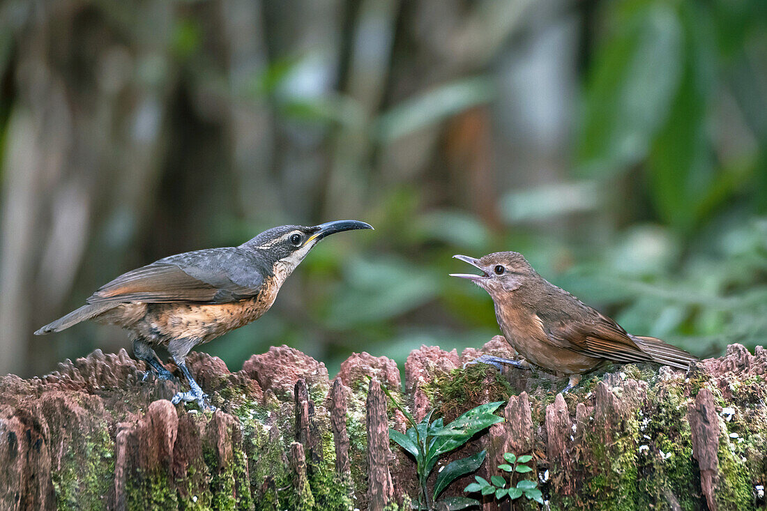 Female Victoria's riflebird and young