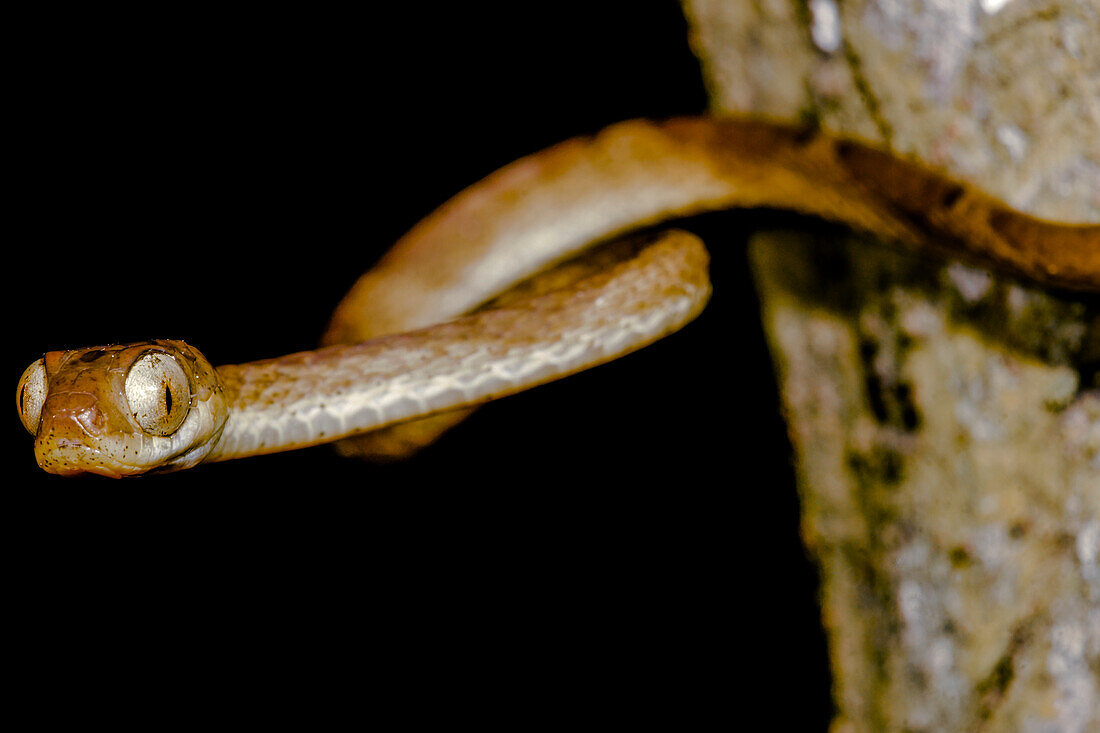 Amazon Treesnake (Imantodes lentiferus)