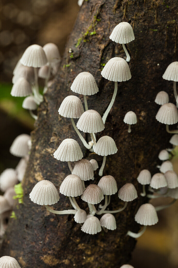Mushrooms on tree trunk