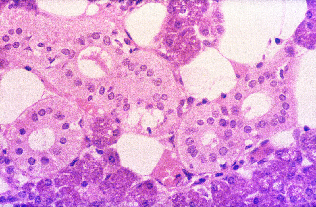 Salivary Gland, Epithelial Cells, LM