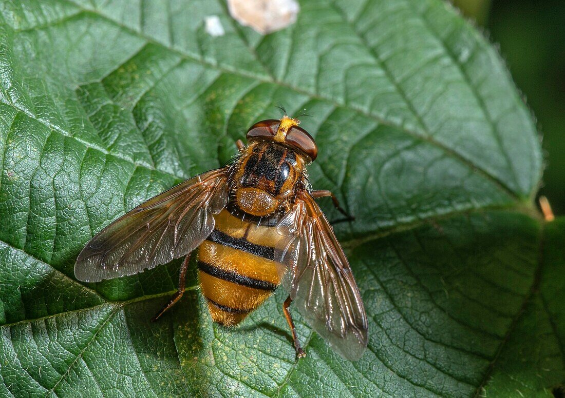 Lesser hornet hoverfly