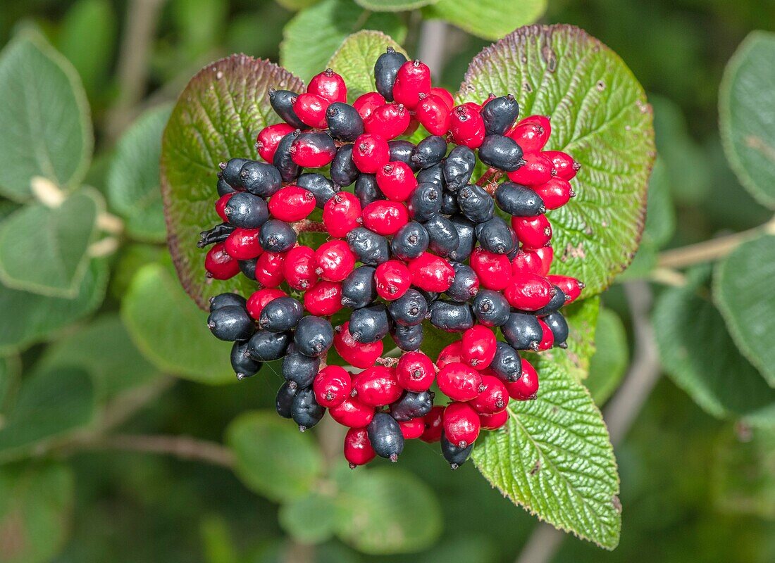 Berries of wayfaring tree (Viburnum lantana)