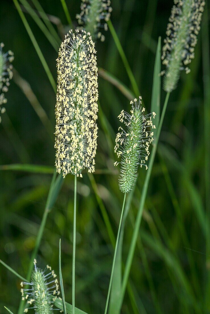 Timothy grass (Phleum pratense)