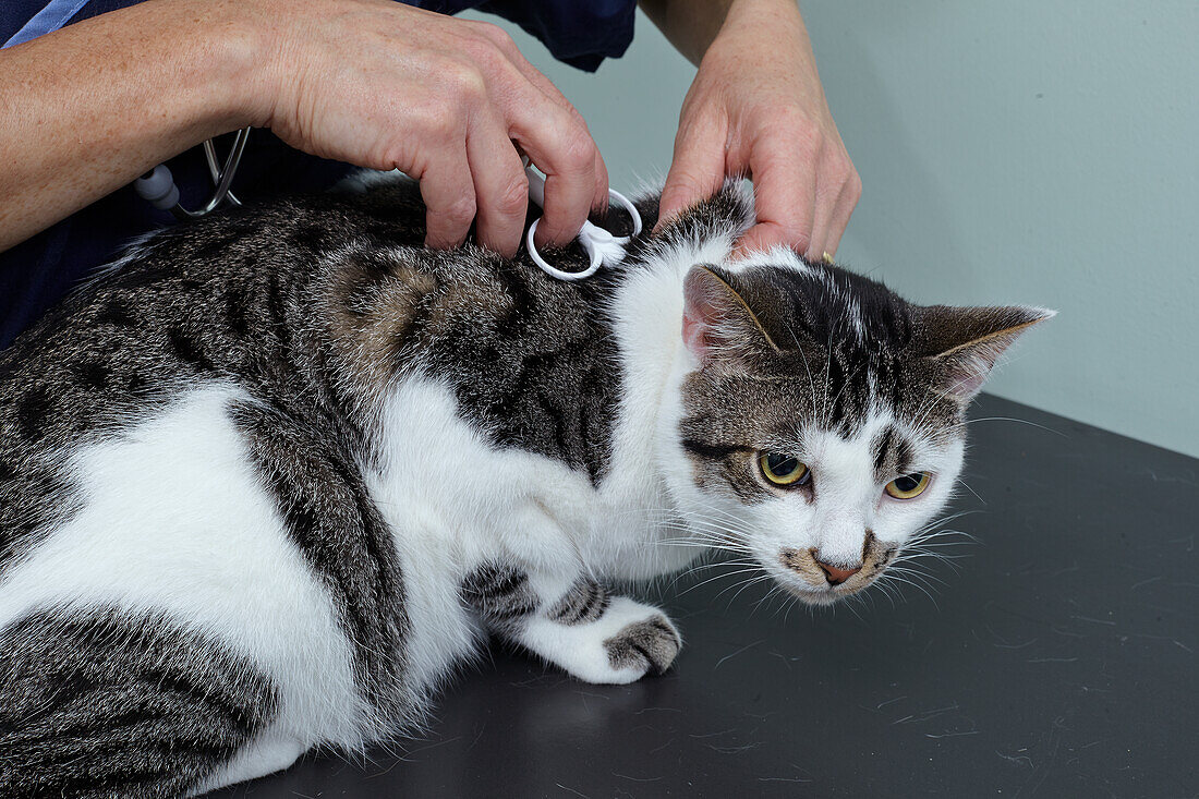 Cat being microchipped by vet