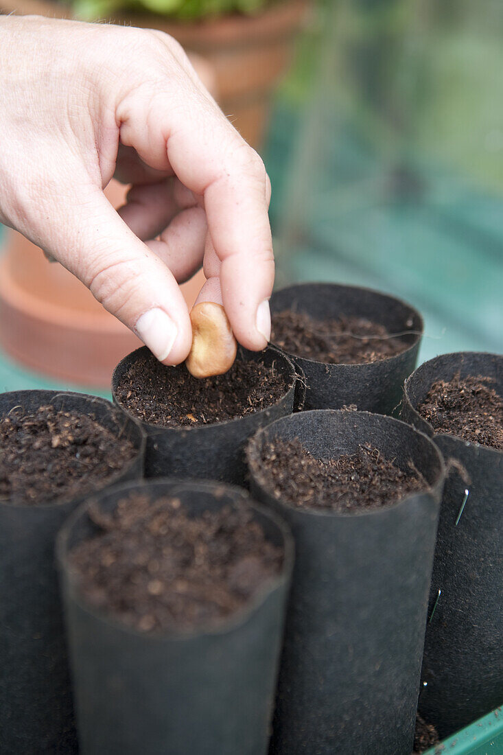 Sowing seeds in biodegradable growing tubes