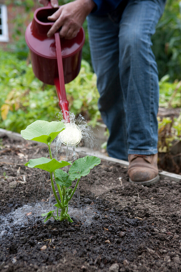 Watering courgette plant using watering can