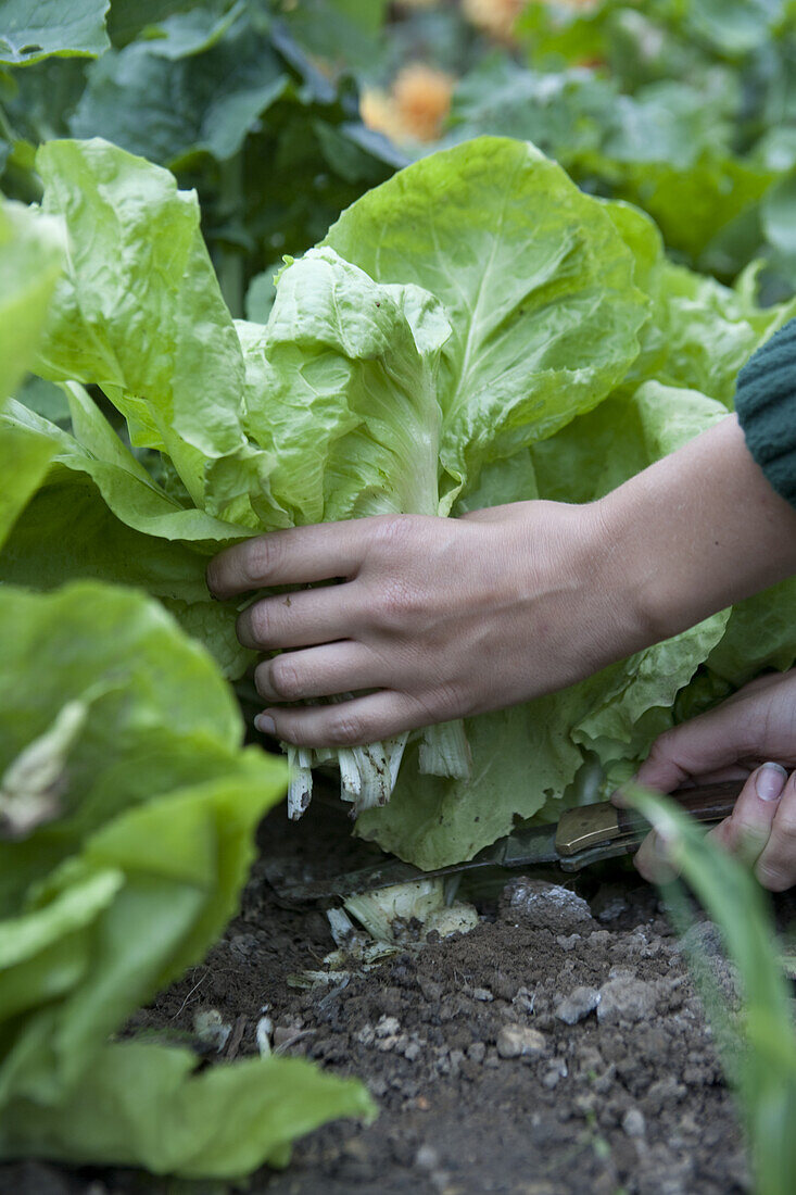 Harvesting lettuce crop by hand