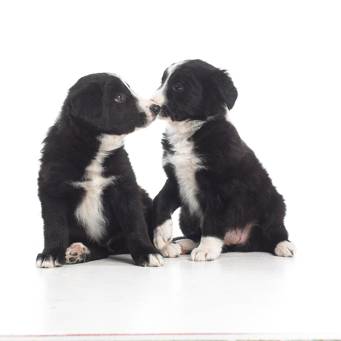 Two black and white sheepdog puppies, 7-week-old
