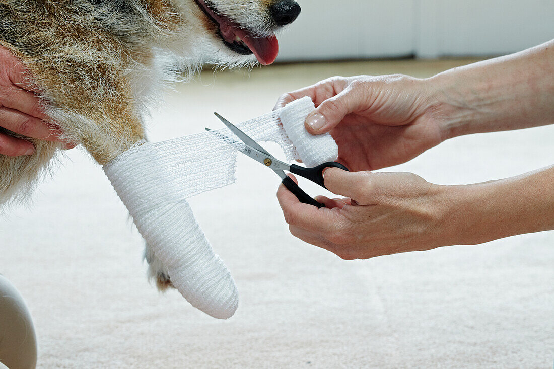 Applying bandage to Jack Russell paw