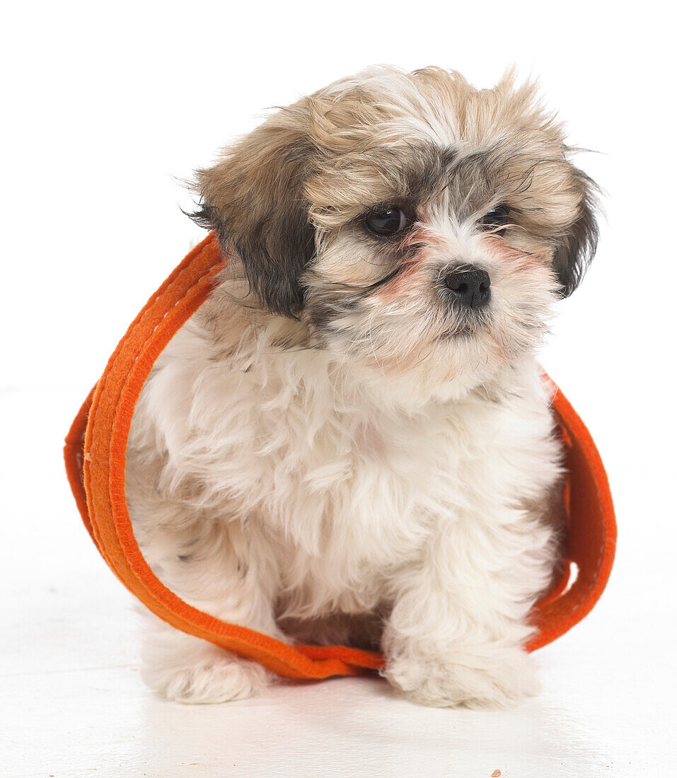 Shih Tzu puppy, 8-week-old