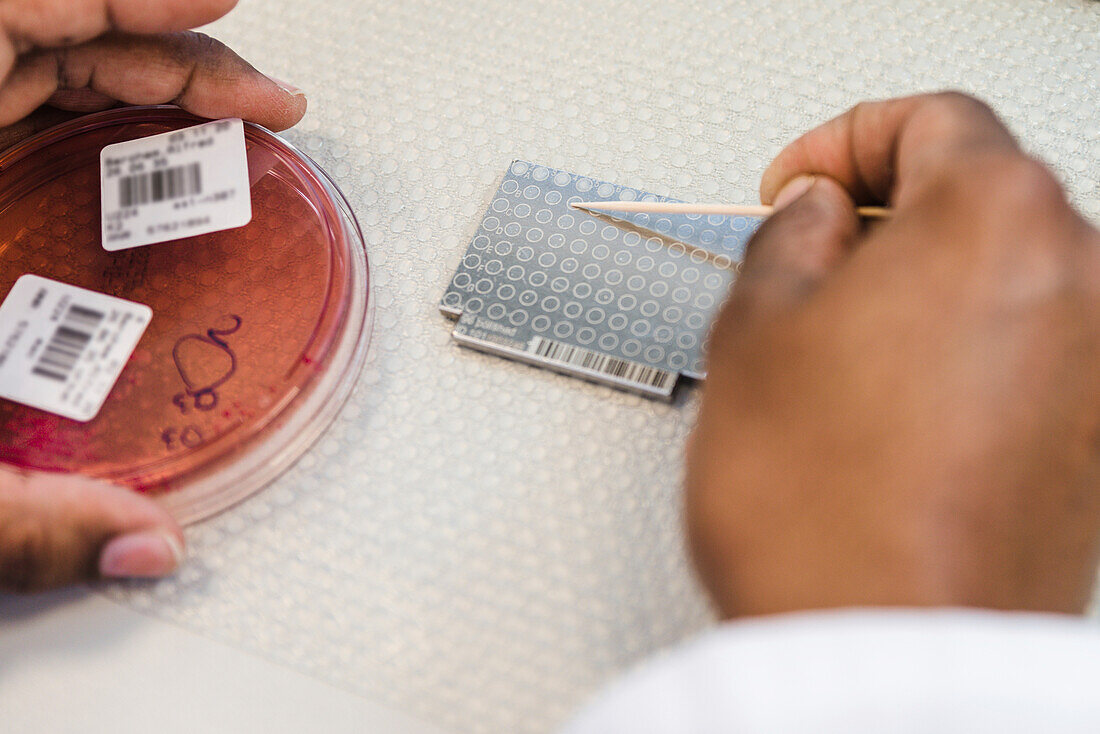 Lab technician applying bacteria to a metal target plate