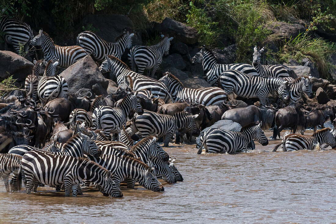 Zebras and wildebeest crossing river