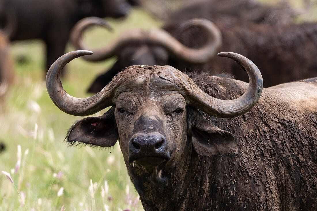 African buffalo